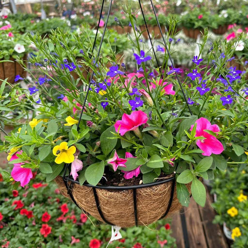 Progro Basic Planter w/ wire Hanger-Black