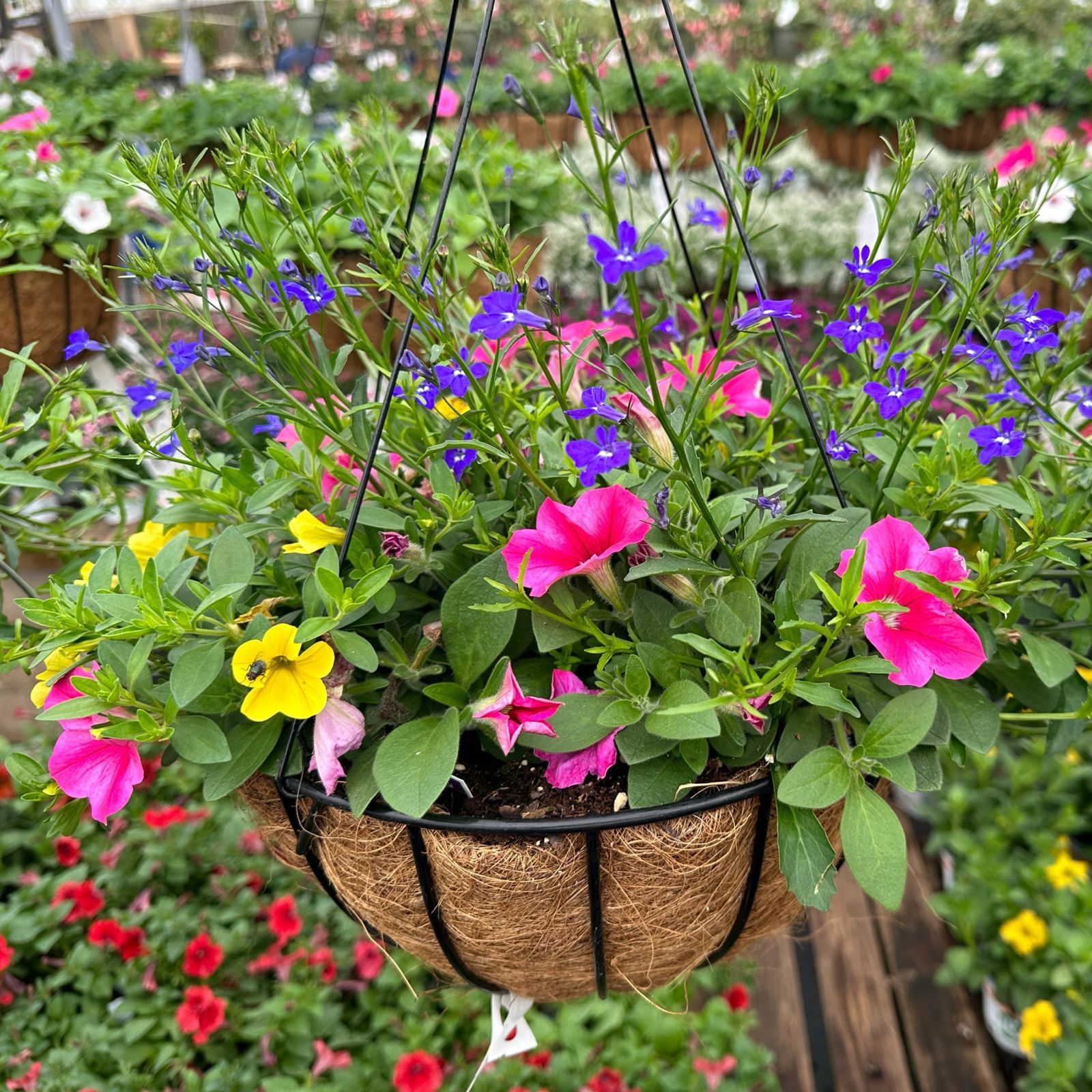 Progro Basic Planter w/ wire Hanger-Black