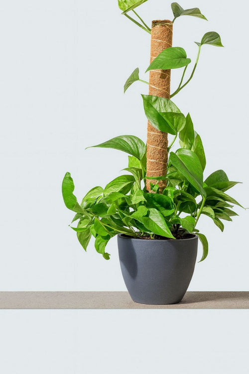 Coco Pole