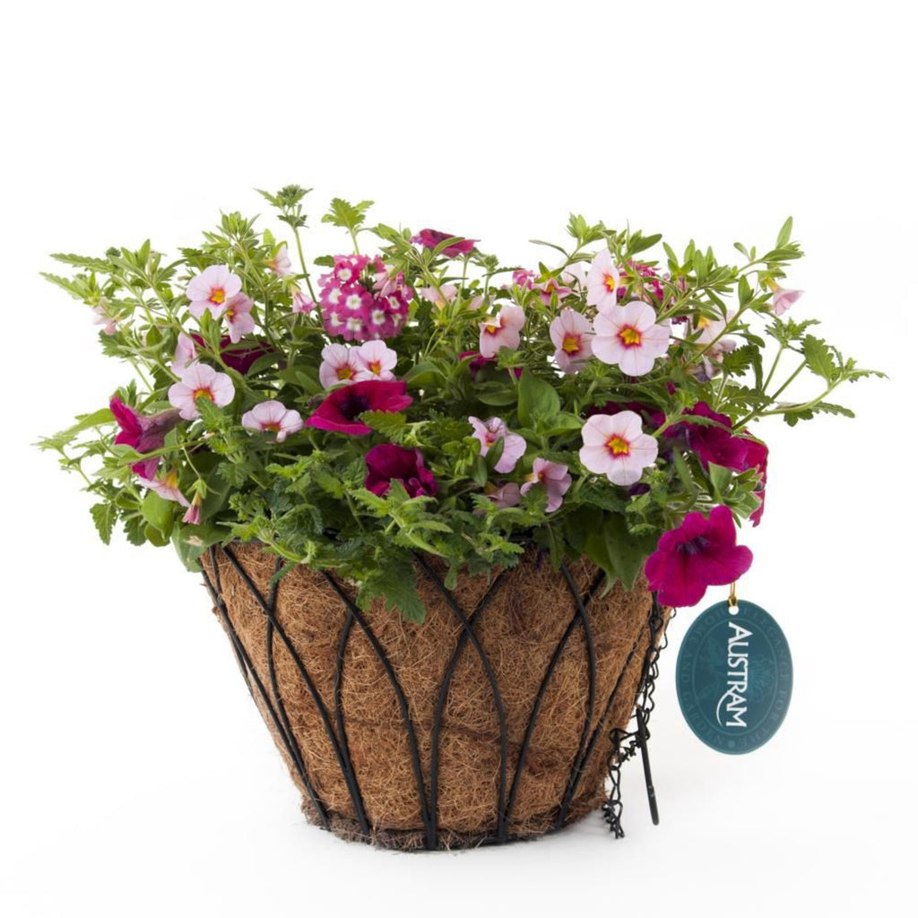 Lotus Planter -Black w/ chain