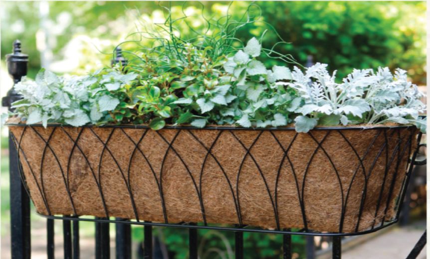 Lotus Trough Planter