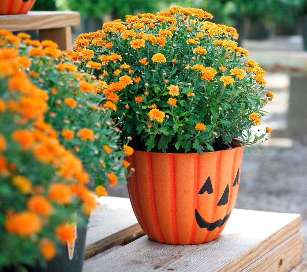 Timberblend Pumpkin w/Face