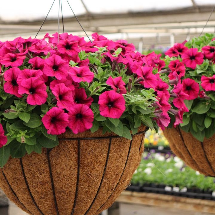 ProGro Planter w/ Wire Hanger