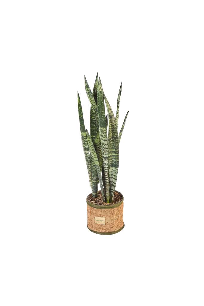 Woven Coco Floor Planter