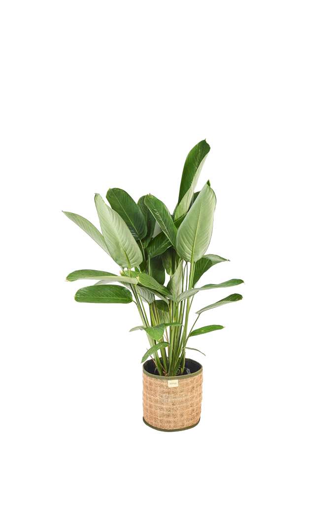 Woven Coco Floor Planter
